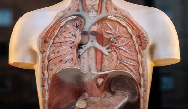 a picture of lungs